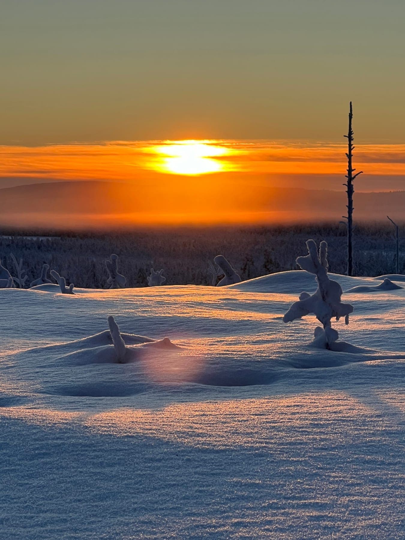 Solnedgång över snötäckt myrlandskap med frostklädda trädsilhuetter