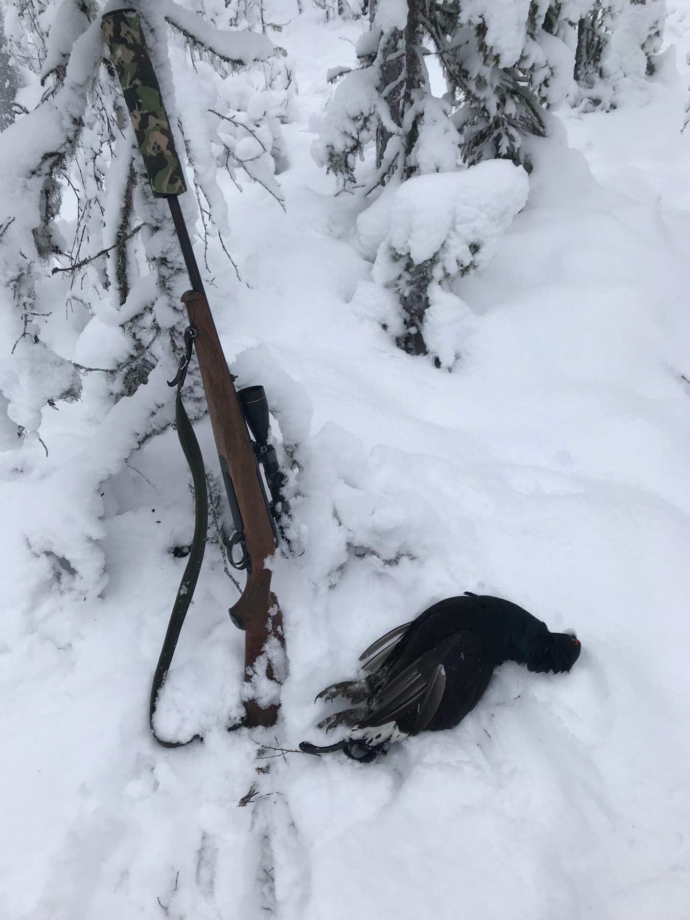Fälld orre i nysnö bredvid kulgevär med kikarsikte