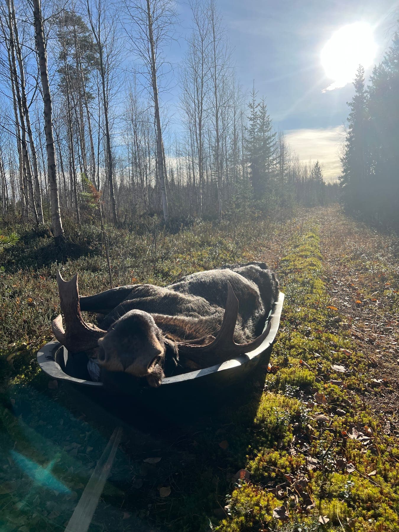 Fälld älgtjur på mossbeklädd skogsmark i lågt motljus