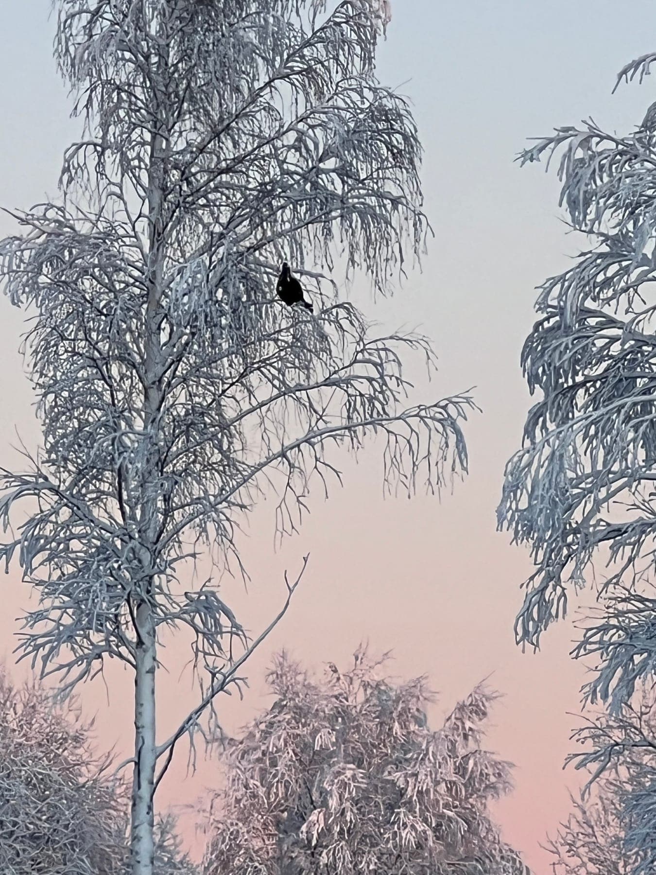 Orrtupp i toppen av en rimfrostklädd björk mot rosa gryningshimmel
