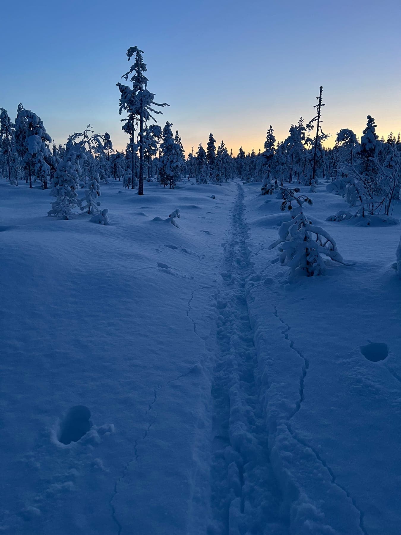 Snötäckt myr i blå skymning med spår som leder mot skogsranden