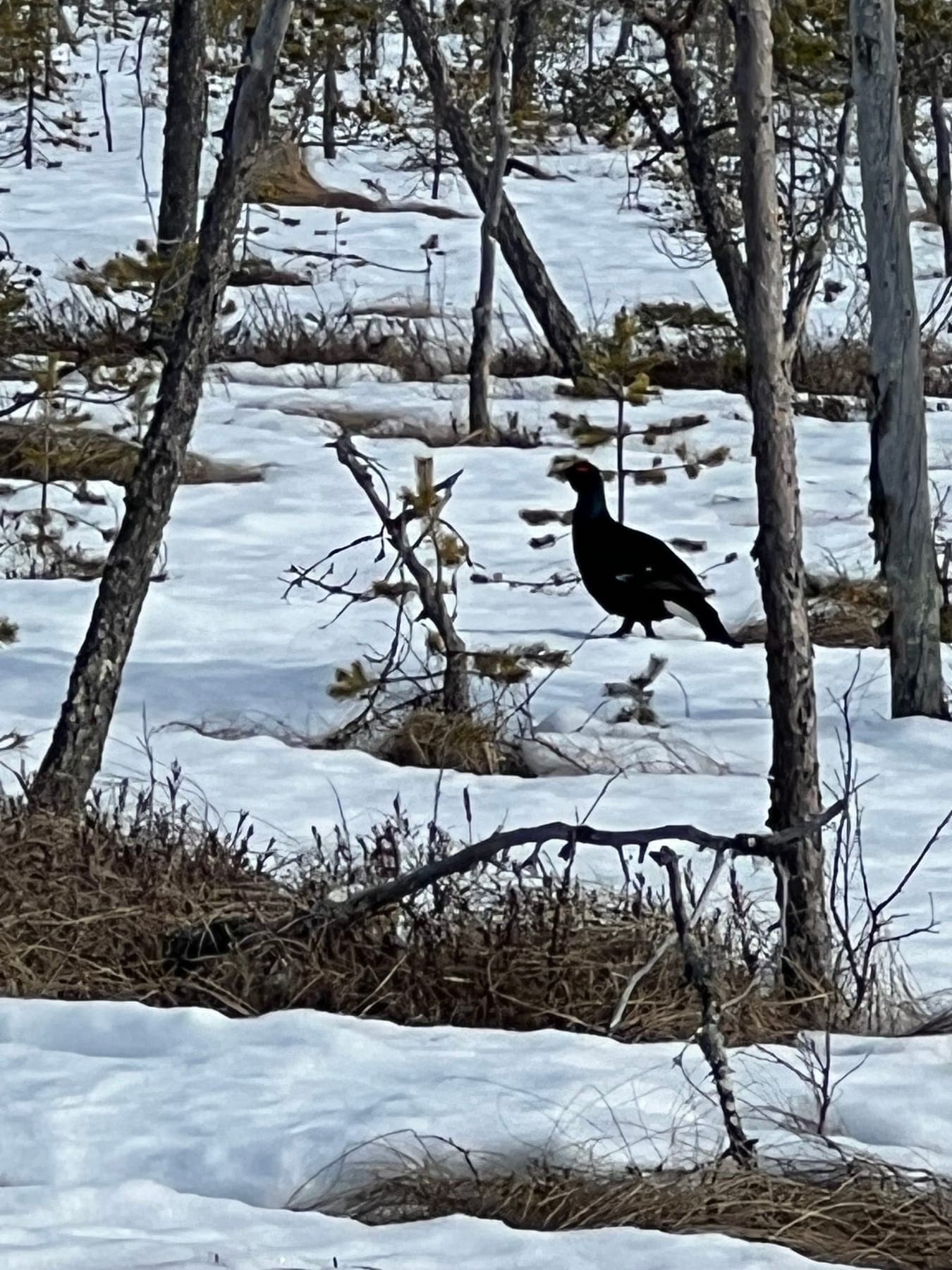 Orrtupp som betar björkknopp bland kala grenar