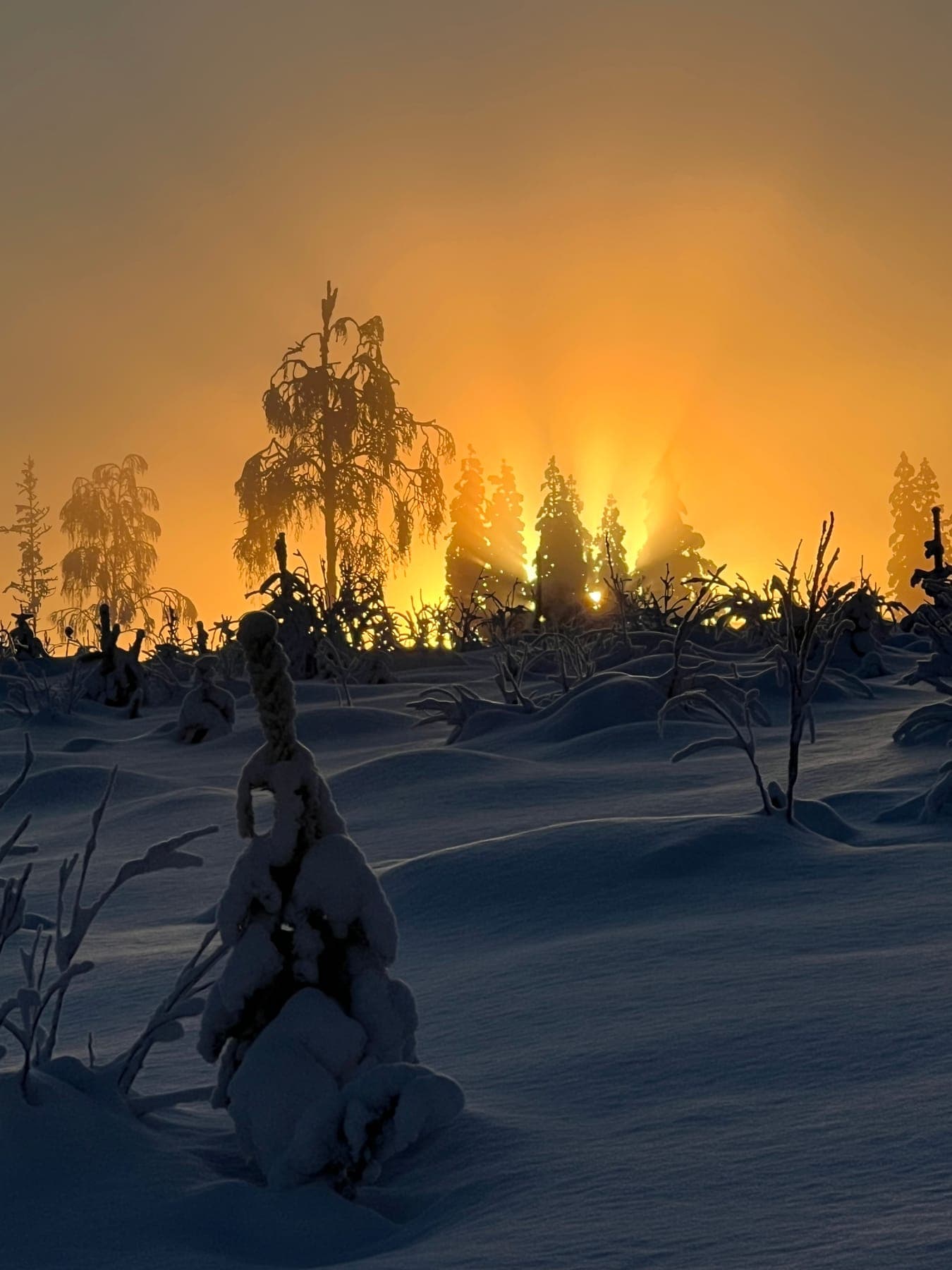 Vintersolnedgång bakom snötyngda granar med gyllene ljus mellan träden