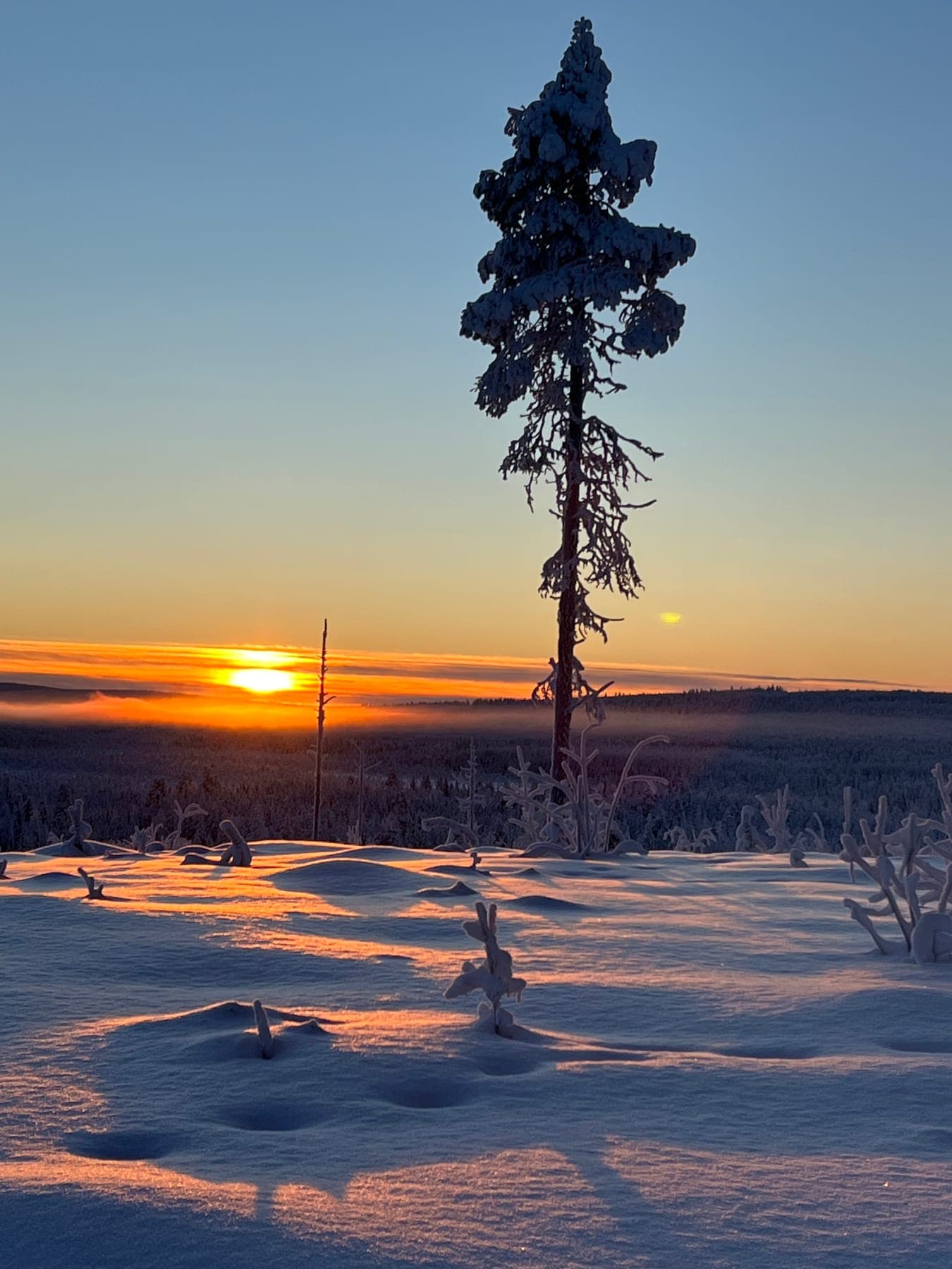 Ensam snöklädd tall på en höjd mot orange gryningshimmel